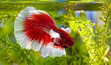 Where Do Live Fish