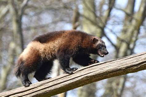 Where Do Wolverines Live