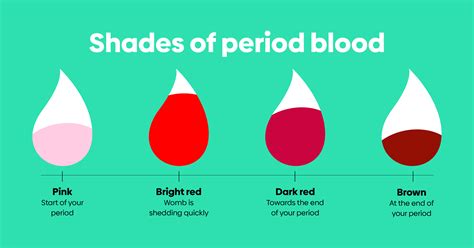Where Does Blood Come From For Period