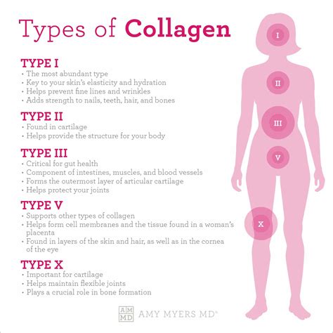 Where Does Collagen Come From