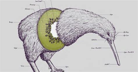 Where Does Come From Kiwi