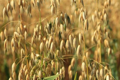 Where Does Come From Oats