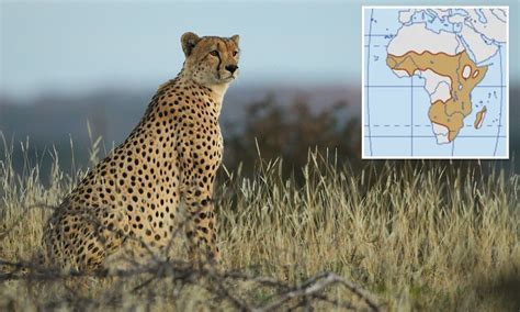 Where Does Live Cheetah