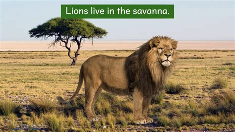Where Does Live Lion