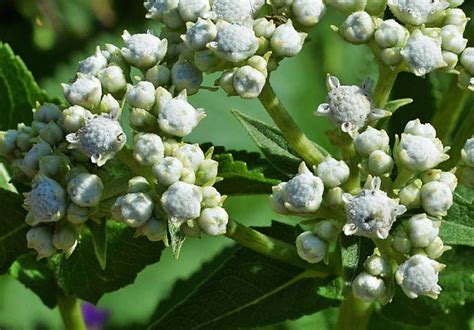 Where Does Quinine Come From