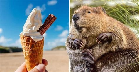 Where Does Vanilla Come From Beavers