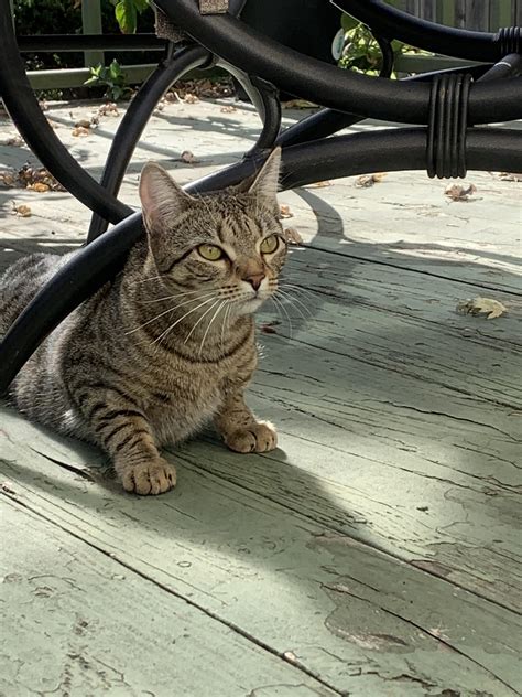 Where Is Found Cat