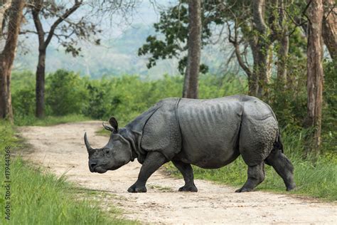 Where Is Found One Horned Rhinoceros