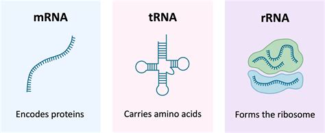 Where Is Found Rna