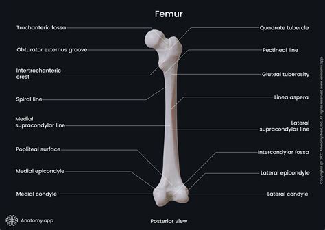 Where Is Located Femur