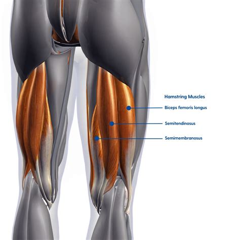 Where Is Your Hamstring