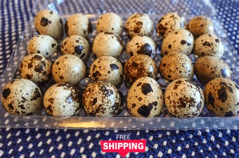 Where To Buy Quail Eggs Near Me