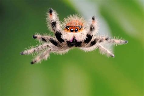 Where To Find Jumping Spiders