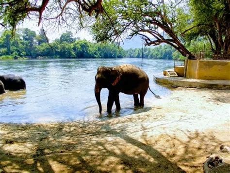Where To See Elephants In Thailand