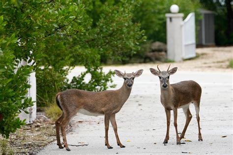 Where To See Florida Keys Deer