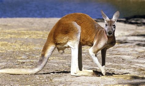 Where To See Kangaroos In Melbourne