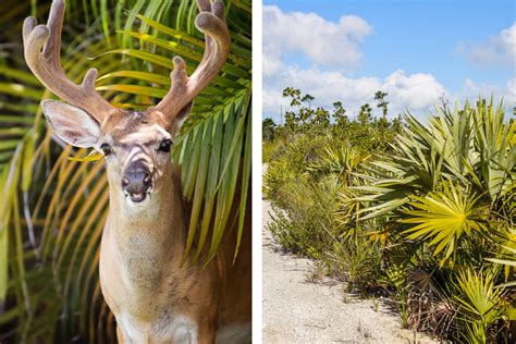 Where To See Key Deer