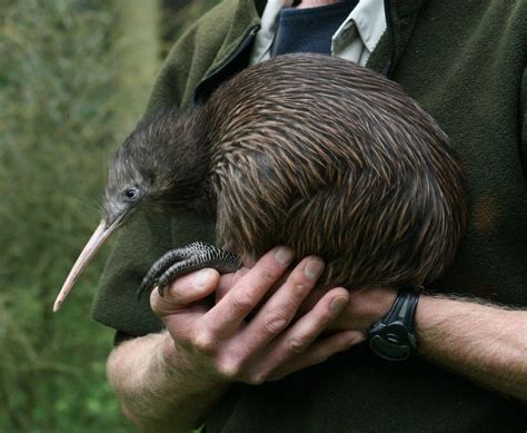 Where To See Kiwis In New Zealand