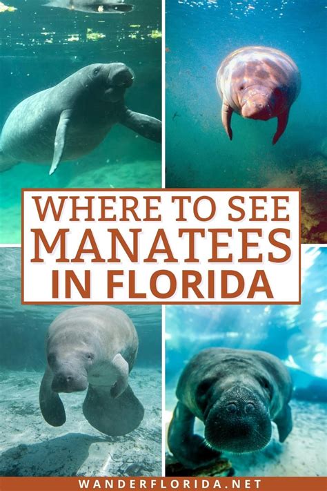 Where To See Manatees