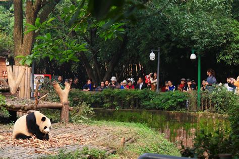 Where To See Panda In Chengdu