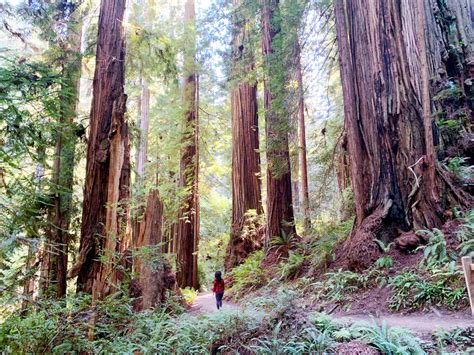 Where To See Redwoods Near San Francisco