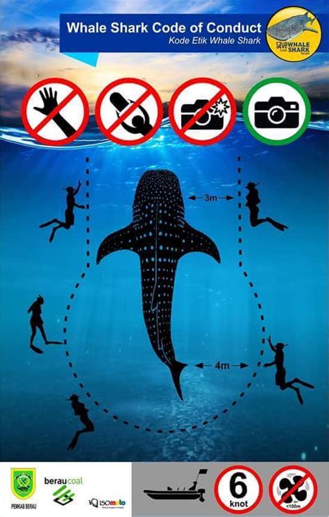 Where To See Whale Sharks In Indonesia