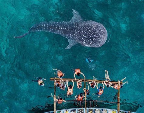 Where To See Whale Sharks In Philippines