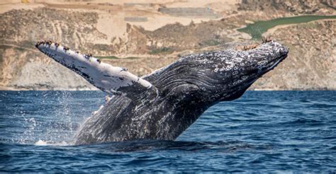 Where To See Whales In Indonesia
