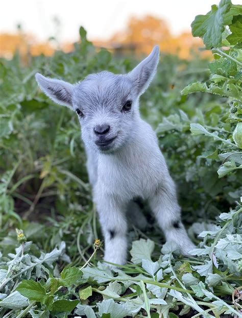 Where To Visit Baby Goats Near Me