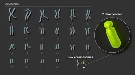 Who Discovered Y Chromosome