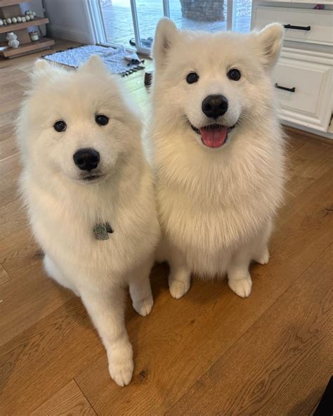 Who Named Dogs