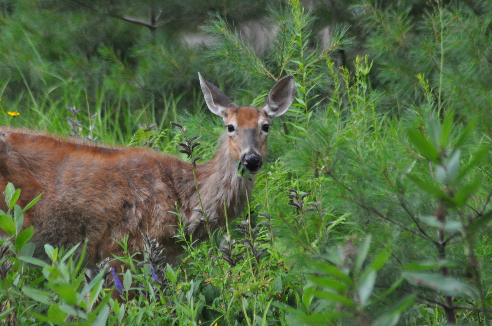 Wildlife In Malta