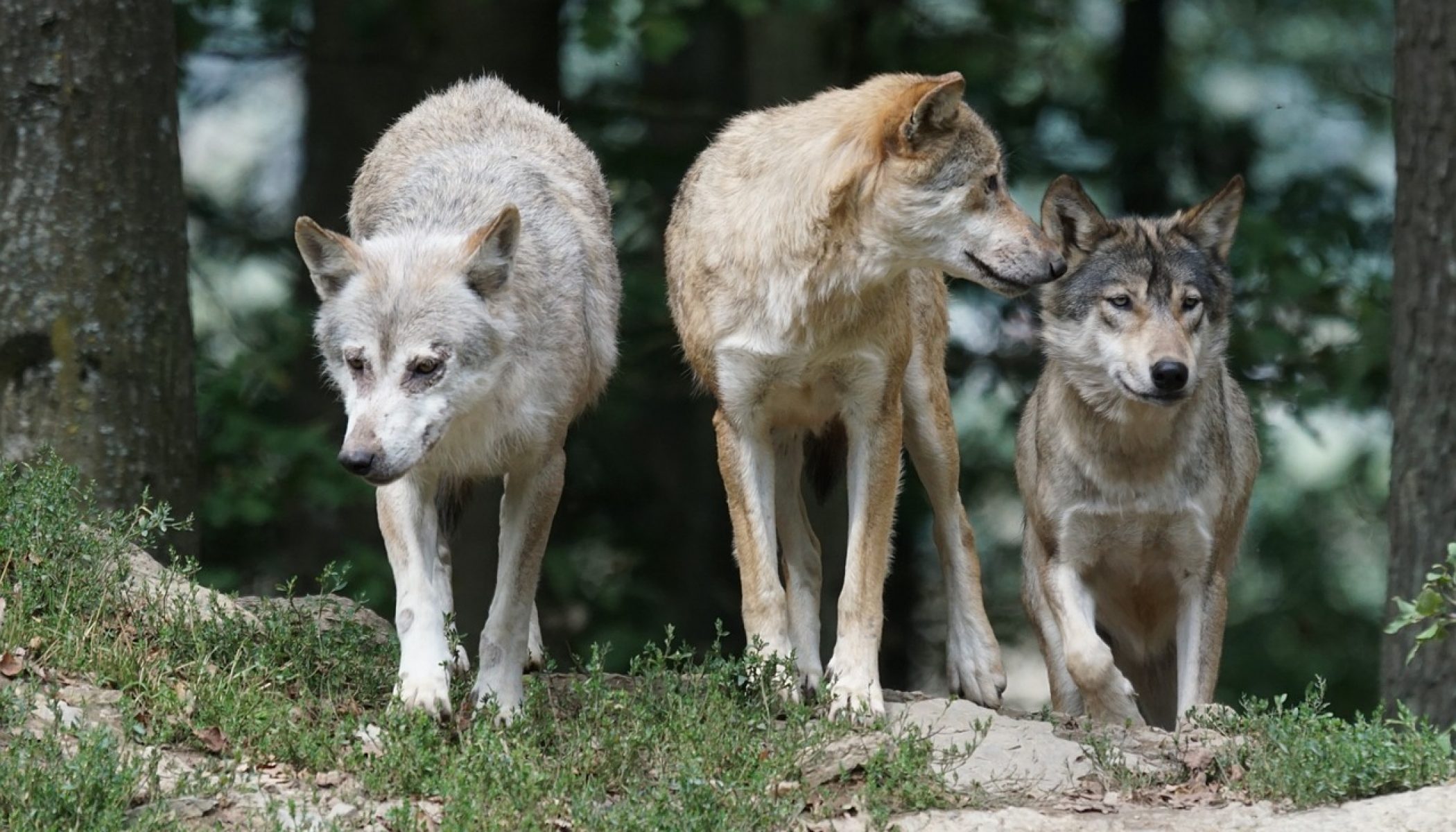 Wolves Native To Yellowstone
