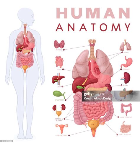 Woman'S Anatomy Body