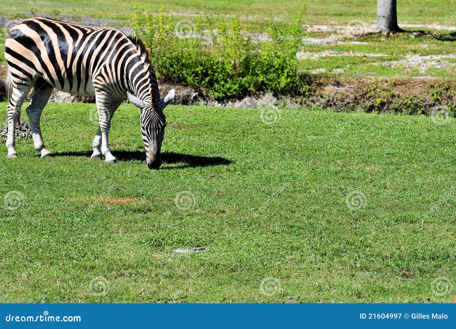 The Truth Behind The World’s Smallest Zebra Explained