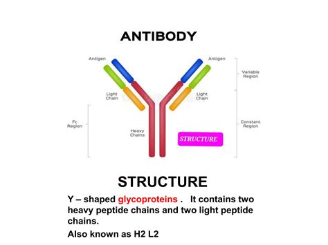 Y Molecule Structure