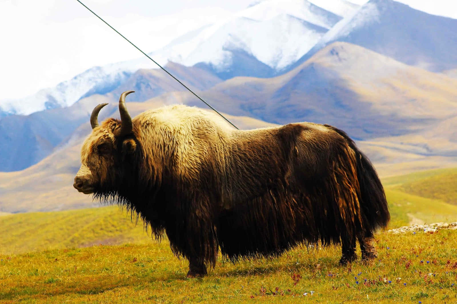 Yak Are They Endangered