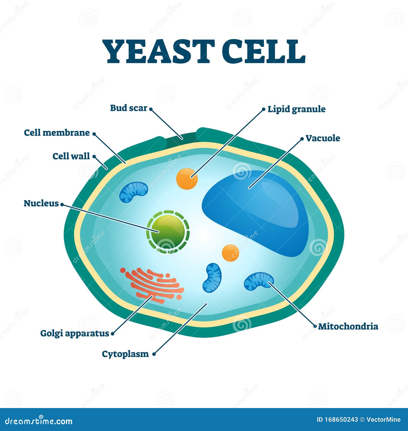 Yeast Infection Cream For Men
