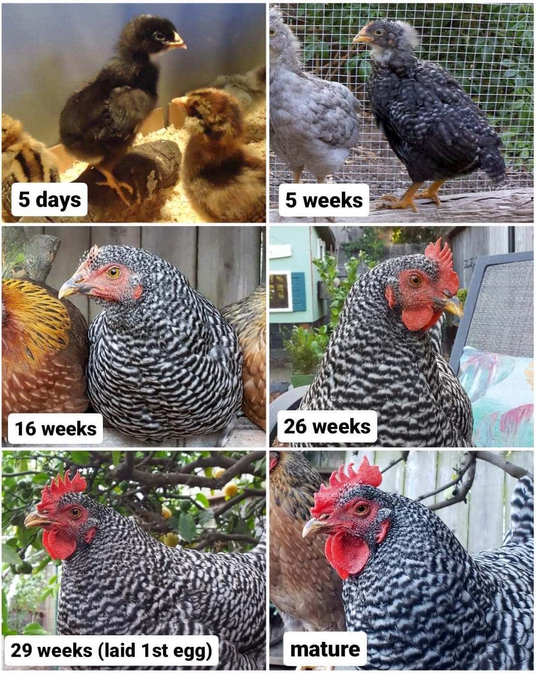 Young Vs. Old Chicken: How Cooking Methods Change With Age
