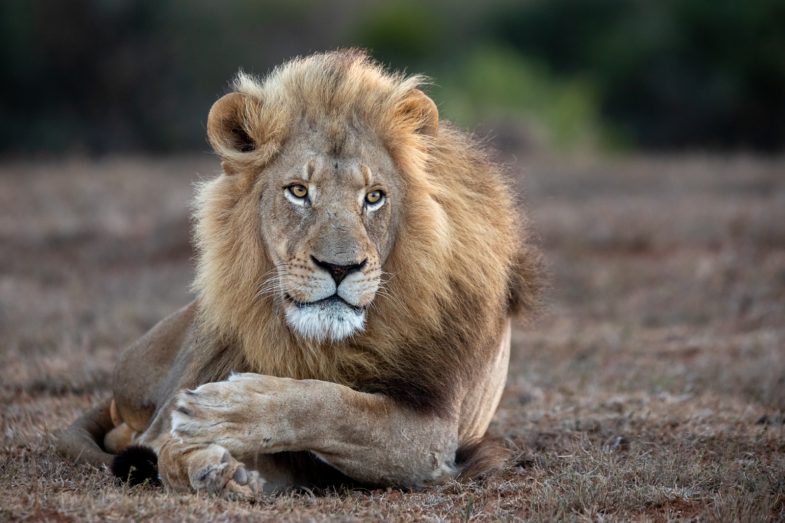 Young Vs Old Lion: The Truth About Predator Dominance